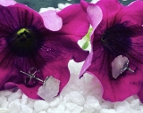 Amethyst Ohrstecker S925